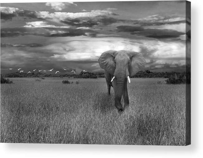 Mammal Acrylic Print featuring the photograph Bull Elephant by Ed Taylor