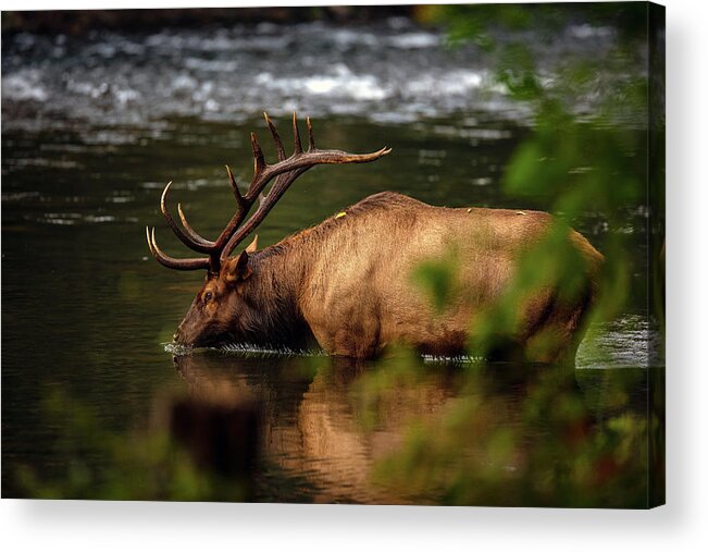 Great Smoky Mountains National Park Acrylic Print featuring the photograph Bull Elk Wading in the River by Robert J Wagner