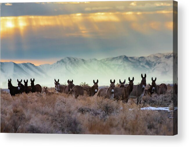 Light Acrylic Print featuring the photograph Burros and Rays by Mike Lee