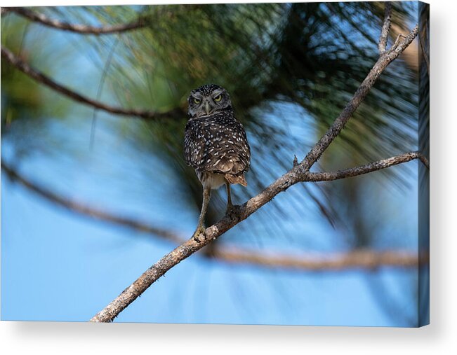 Burrowing Owl Acrylic Print featuring the photograph Burrowing owl on limb staring by Dan Friend