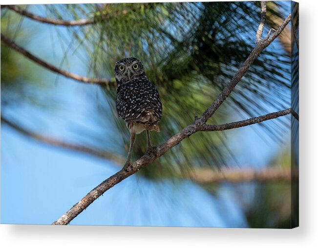 Burrowing Owl Acrylic Print featuring the photograph Burrowing owl with head swiveled back looking by Dan Friend