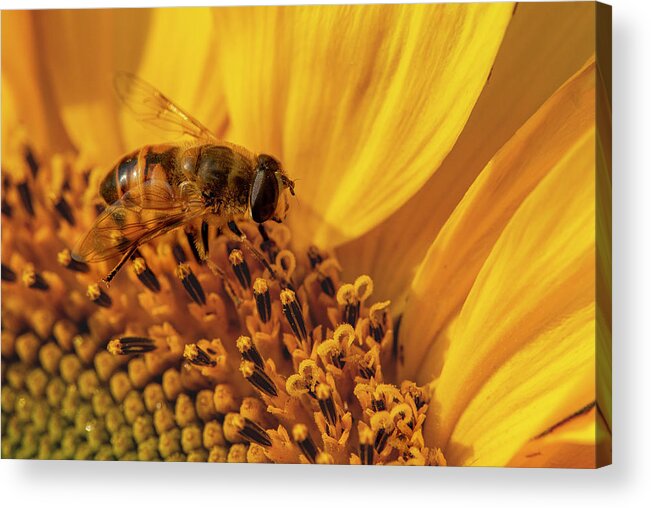 2021-08-14 Acrylic Print featuring the photograph Busy Bee by Phil And Karen Rispin