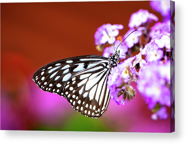 Colorful Acrylic Print featuring the photograph Butterfly and Purple Flowers by Oscar Gutierrez