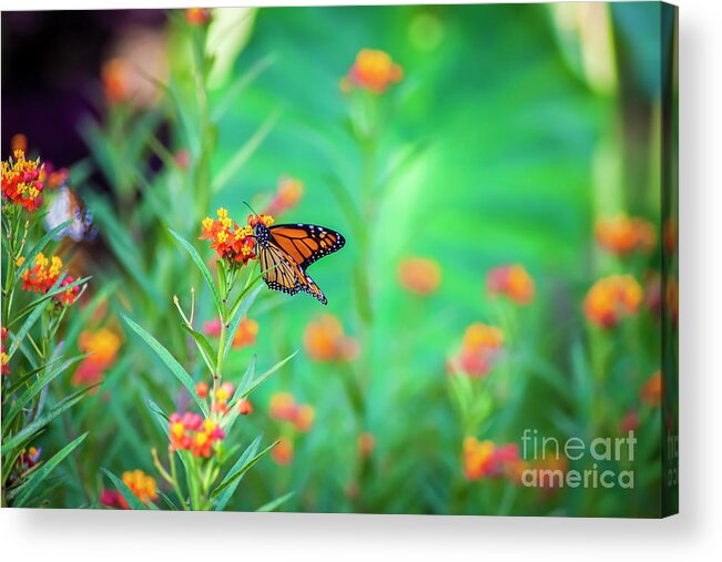 Wallpaper Acrylic Print featuring the photograph Butterfly Garden by Susan Vineyard