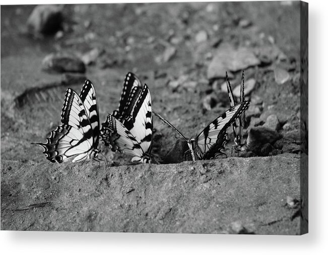Butterflies Acrylic Print featuring the photograph Butterfly Nation Swallowtail Butterflies Black and White by Demetrai Johnson