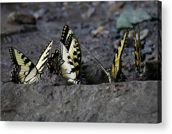 Butterflies Acrylic Print featuring the photograph Butterfly Nation Swallowtails Butterflies by Demetrai Johnson