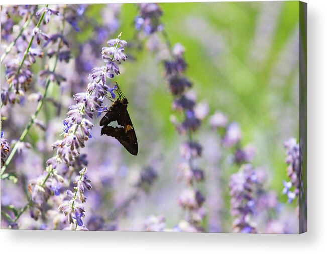 Macro Acrylic Print featuring the photograph Butterfly Resting on a Lavender Plant by Auden Johnson