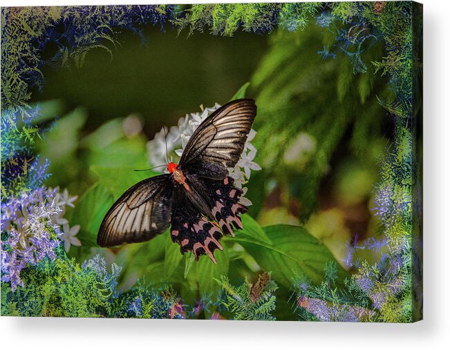 Face Mask Acrylic Print featuring the photograph Butterfly with borders by Patricia Dennis