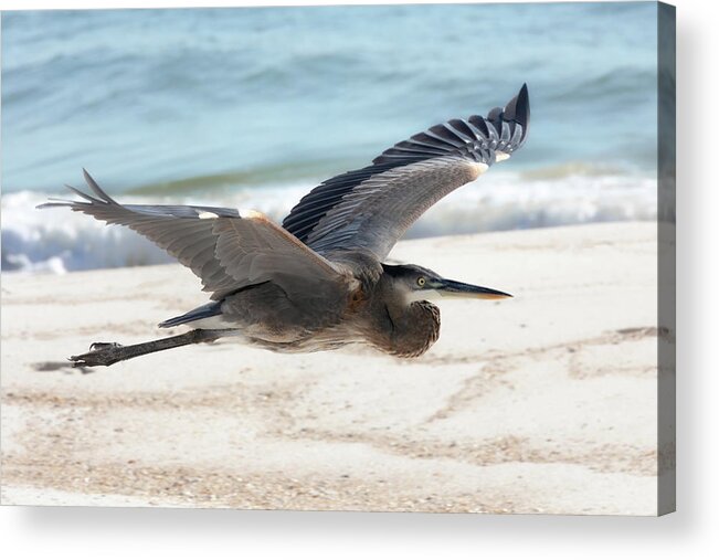 Great Blue Heron Acrylic Print featuring the photograph Buzzing the Beach by Susan Rissi Tregoning