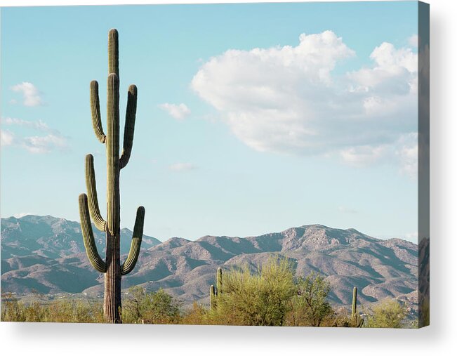 Botanic Acrylic Print featuring the photograph Cacti Cactus Collection - Saguaro Tucson by Philippe HUGONNARD