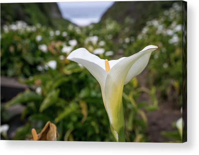 Calla Lily Acrylic Print featuring the photograph Calla Lily Charm by Margaret Pitcher