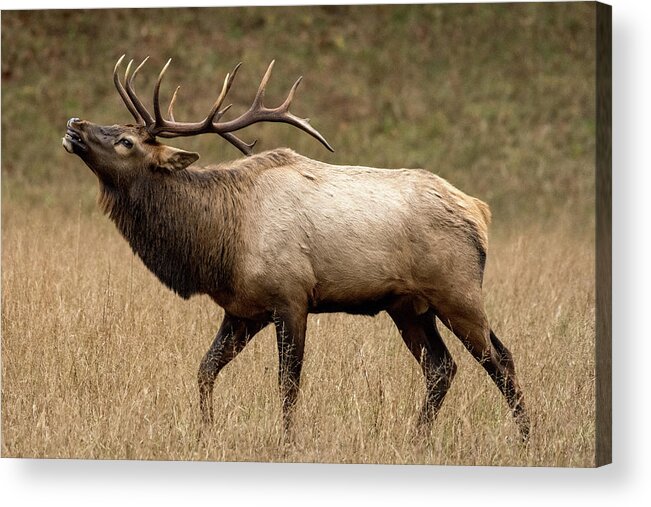 Elk Acrylic Print featuring the photograph Calling in the Rut by Kelly VanDellen