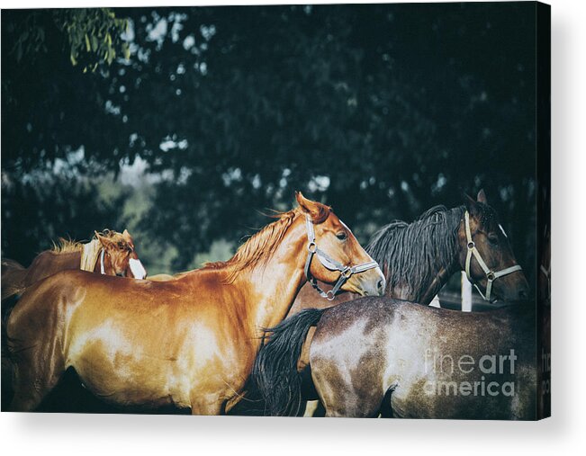 Horse Acrylic Print featuring the photograph Calm horses III by Dimitar Hristov