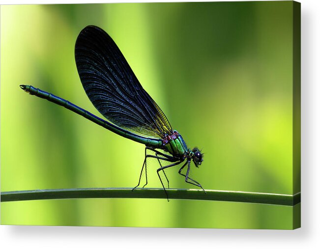 Calopteryx Acrylic Print featuring the photograph Calopteryx virgo - the Beautiful Demoiselle by Olivier Parent