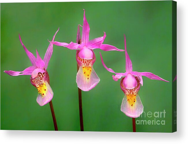 Dave Welling Acrylic Print featuring the photograph Calypso Orchids Calypso Bulbosa Wyoming by Dave Welling