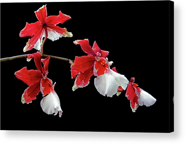 Orchids Acrylic Print featuring the photograph Cambria Orchid by Jessica Jenney