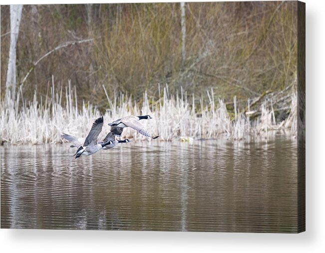 Geese Acrylic Print featuring the photograph Canada Geese by Jerry Cahill