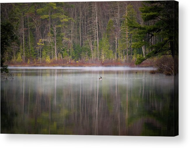 Nature Acrylic Print featuring the photograph Canada Goose on a Misty Swift River Morning by William Dickman