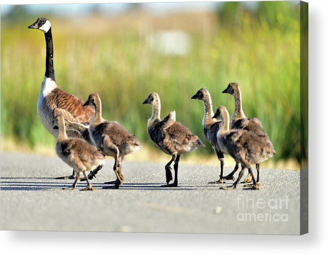 Canada Acrylic Print featuring the photograph Canada goose with gosling by Amazing Action Photo Video