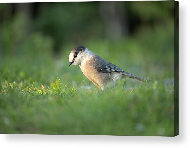 Canada Acrylic Print featuring the photograph Canada jay in dawn light 01 by Murray Rudd