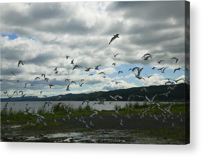 Grass Acrylic Print featuring the photograph Canada, New Brunswick, Campbellton, Flock of seagulls flying by Takao Shioguchi