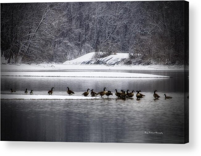 Waterfowl Acrylic Print featuring the photograph Canadian Geese Gathering by Mary Walchuck