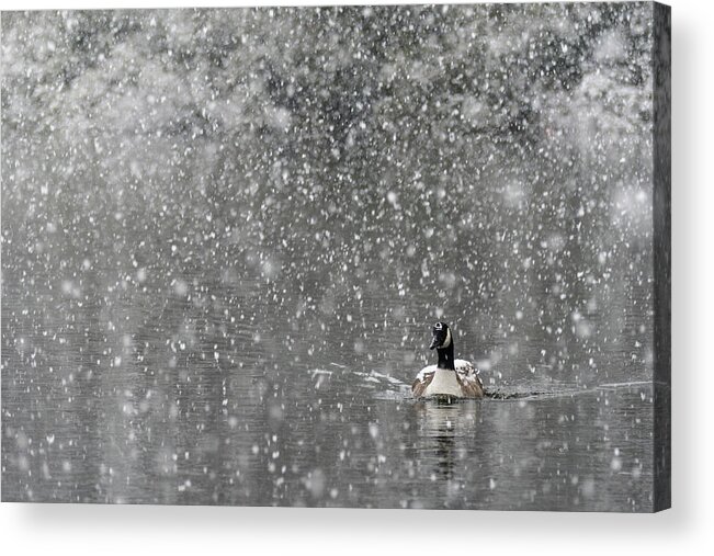 North America Acrylic Print featuring the photograph Canadian Goose in Snow 1 by Melissa Southern