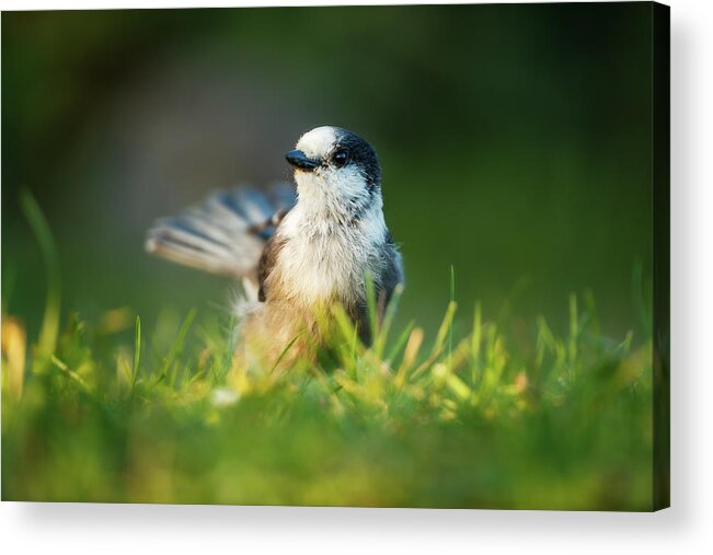 Canada Acrylic Print featuring the photograph Canadian Jay in a grassy field at sunrise by Murray Rudd