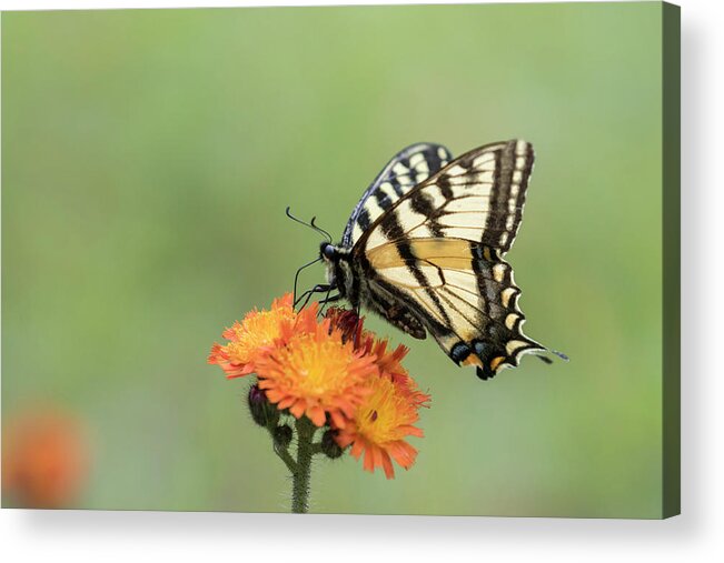 Quebec Acrylic Print featuring the photograph Canadian tiger swallowtail by Mircea Costina Photography