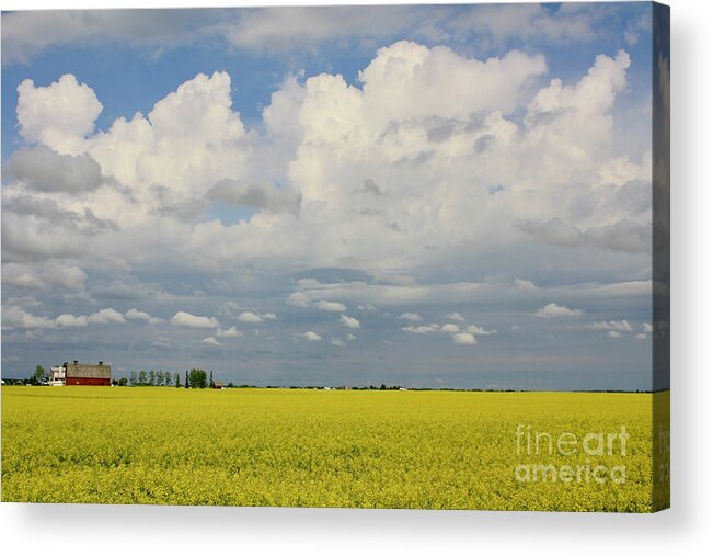 Canada Acrylic Print featuring the photograph Canola Field by Wilko van de Kamp Fine Photo Art