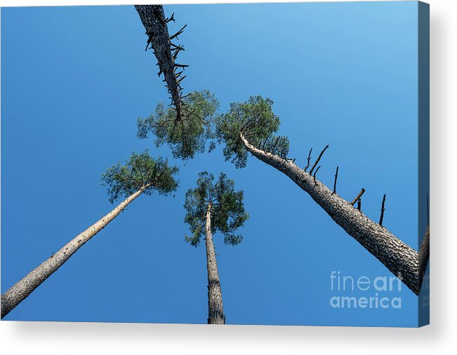Tree Acrylic Print featuring the photograph Canopies And Stems Of Four High Conifers Growing Close Together To The Blue Sky by Andreas Berthold