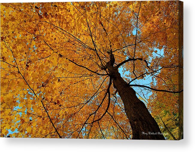 Autumn Leaves Acrylic Print featuring the photograph Canopy of Color by Mary Walchuck