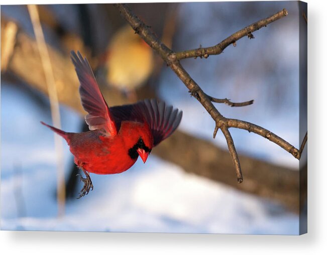 Cardinal Acrylic Print featuring the photograph Cardinal Landing by Flinn Hackett