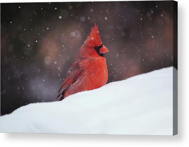Bird Acrylic Print featuring the photograph Cardinal So its Snowing by Gaby Ethington