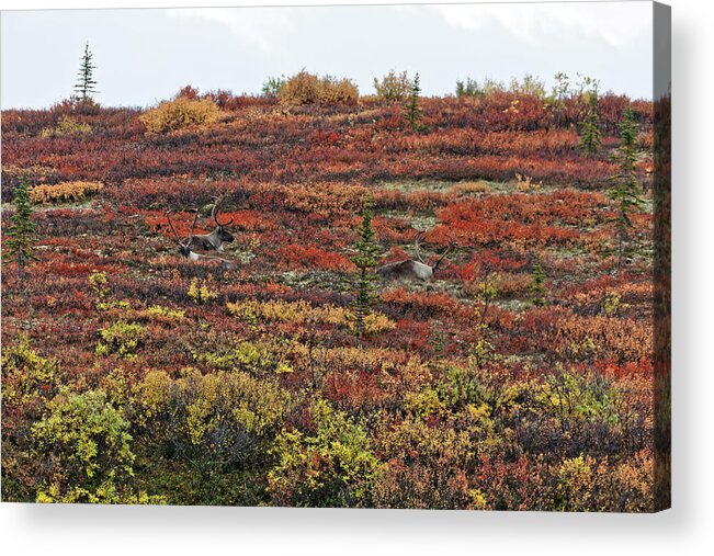 Caribou Acrylic Print featuring the photograph Caribou Trio by Doolittle Photography and Art