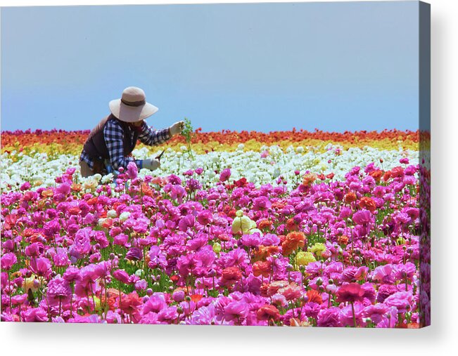 Carlsbad Flower Fields Acrylic Print featuring the photograph Carlsbad Flower Fields California by Ram Vasudev