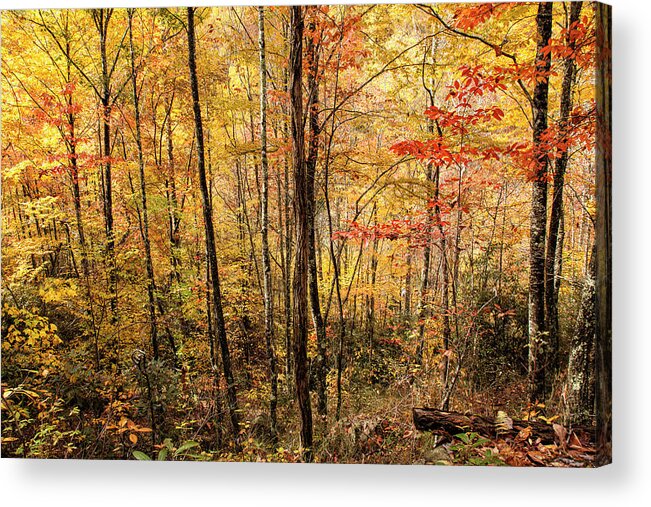 Beech Mountain Acrylic Print featuring the photograph Carolina Color by Phil Marty