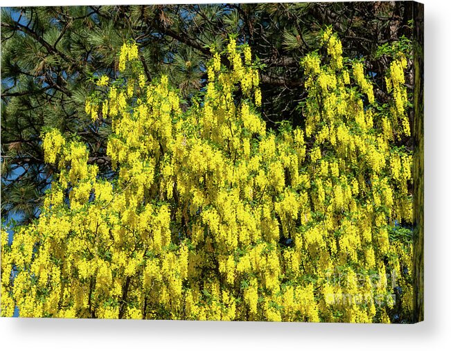 Golden Shower Acrylic Print featuring the photograph Cassia Fistula, 3 by Glenn Franco Simmons