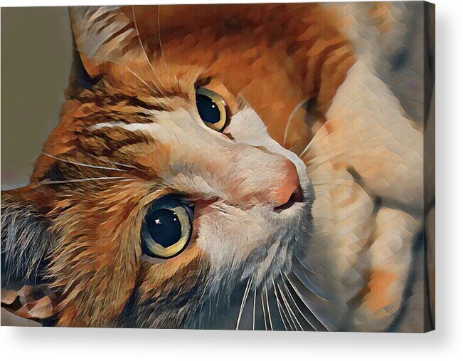Cat Acrylic Print featuring the photograph Cat Eyes by Farol Tomson