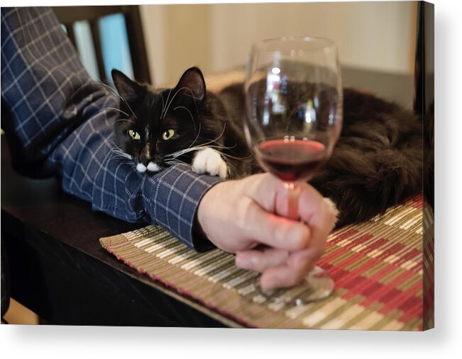 Pets Acrylic Print featuring the photograph Cat participation at happy hour. by Martinedoucet