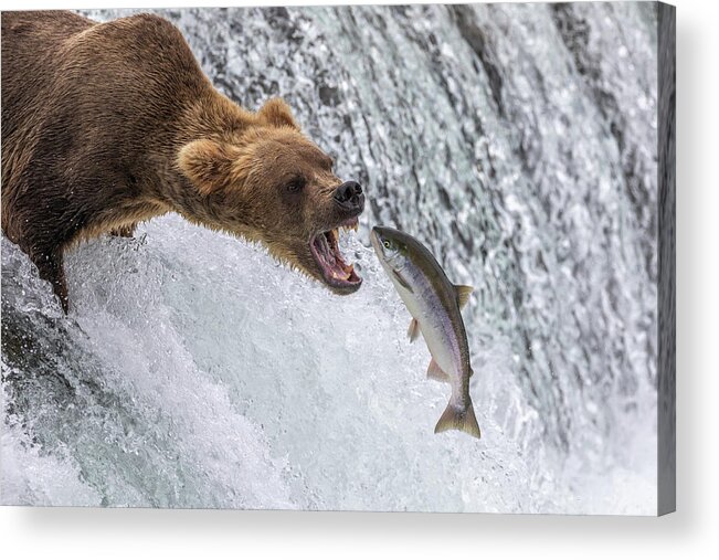 Grizzly Acrylic Print featuring the photograph Catch of the Day by Randy Robbins