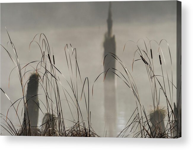 Astoria Acrylic Print featuring the photograph Cattails in the Mist by Robert Potts