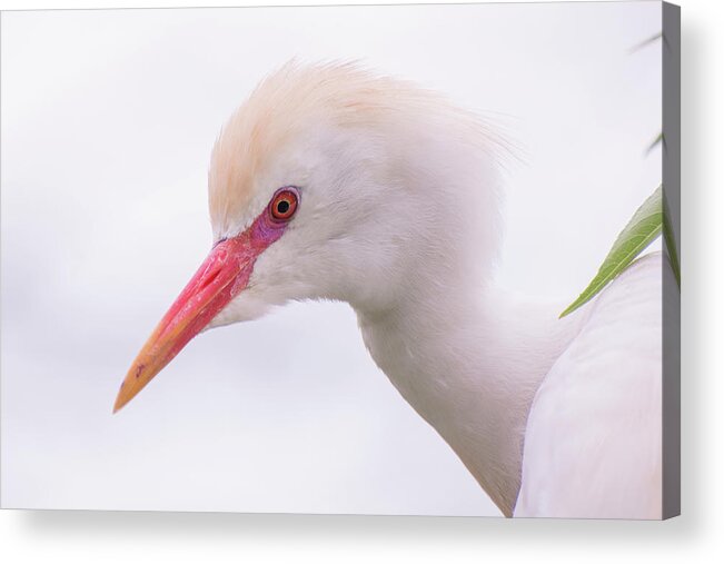 Cattle Acrylic Print featuring the photograph Cattle Egret by Carolyn Hutchins