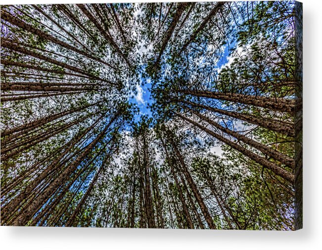 Higgins Lake Acrylic Print featuring the photograph CCC Pines Lookup by Joe Holley