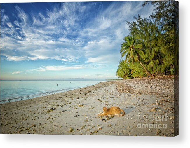 Cat Acrylic Print featuring the photograph CeCe the Beach Cat by Becqi Sherman