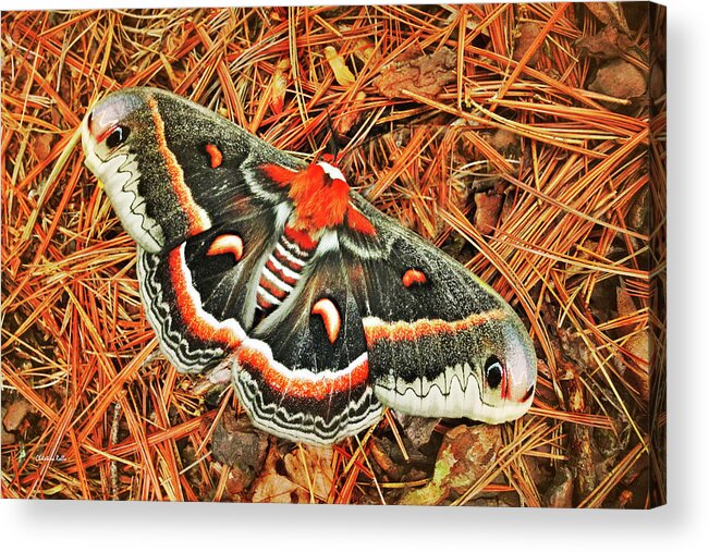 Cecropia Moth Acrylic Print featuring the photograph Cecropia Moth by Christina Rollo