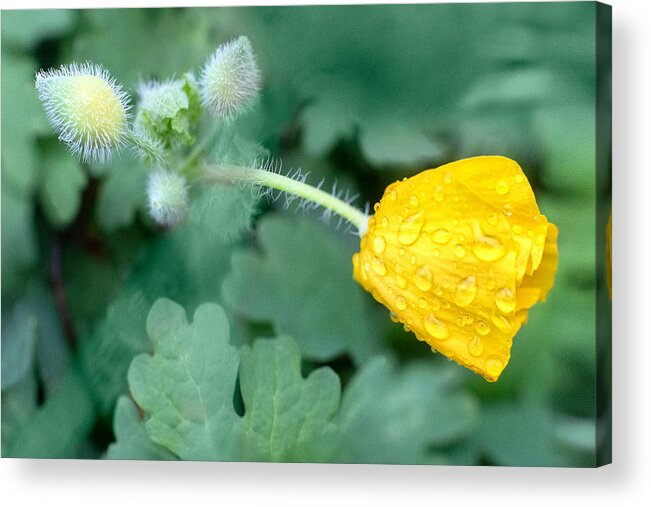 Wildflower Acrylic Print featuring the photograph Celandine Poppy by Nikolyn McDonald