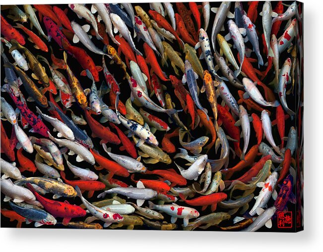 Koi Acrylic Print featuring the photograph Chaos by Lee Sie