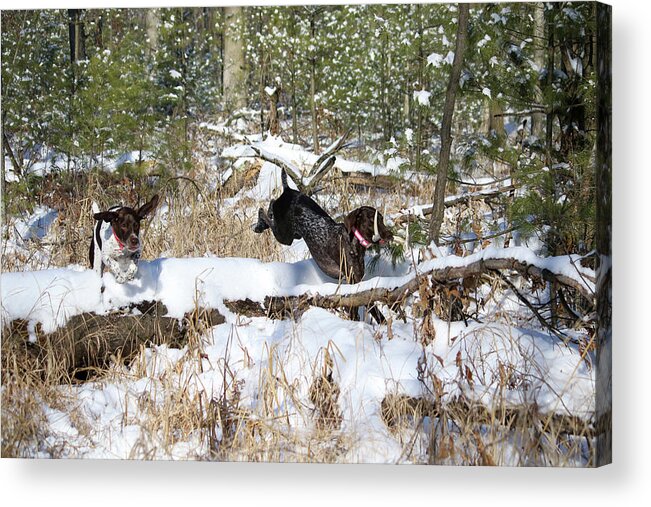 German Shorthaired Pointers Acrylic Print featuring the photograph Chase with Shed Antler by Brook Burling