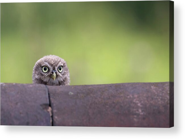 Little Acrylic Print featuring the photograph Cheeky Little Owlet by Pete Walkden